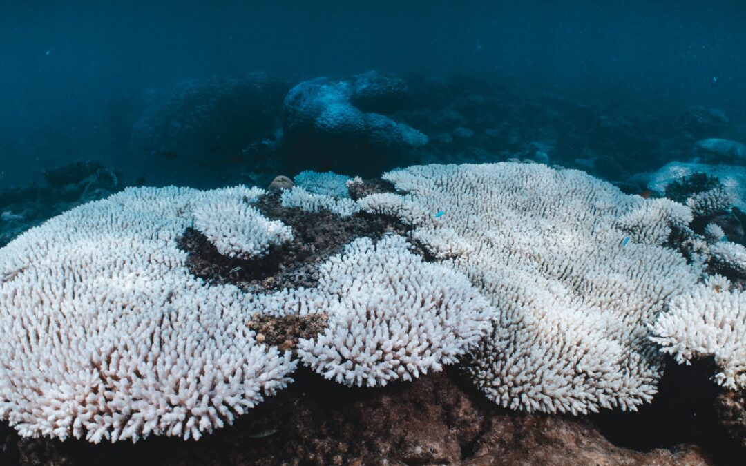 Global Coral Bleaching Event Affects 84% of Reefs Worldwide