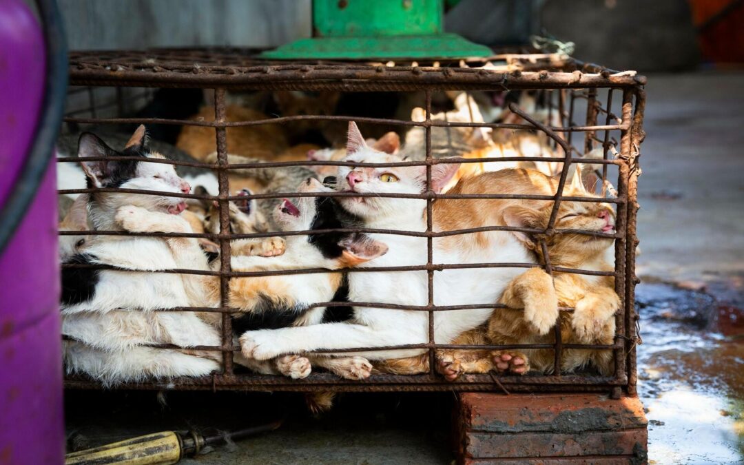 Cats Are Companions, Not Food: Global Campaign Calls on Indonesia to Ban Cat Meat Trade
