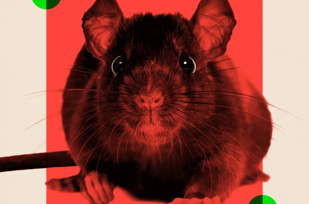 Ratmageddon: Why Rats Are Taking Over Our Cities