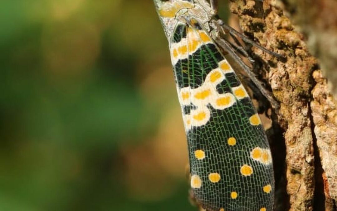 Kaziranga Park Reveals Hidden Biodiversity: 283 Species of Insects and Spiders Documented