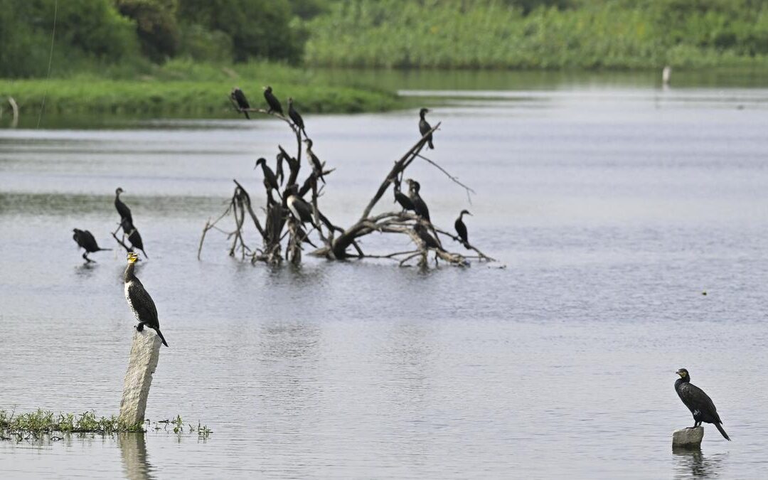 Experts Recommend Measures to Attract Birds, Butterflies, and Wildlife as HYDRAA Revives Hyderabad Lakes