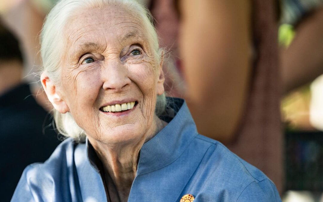 Jane Goodall, Legendary Primatologist, Dies at 91
