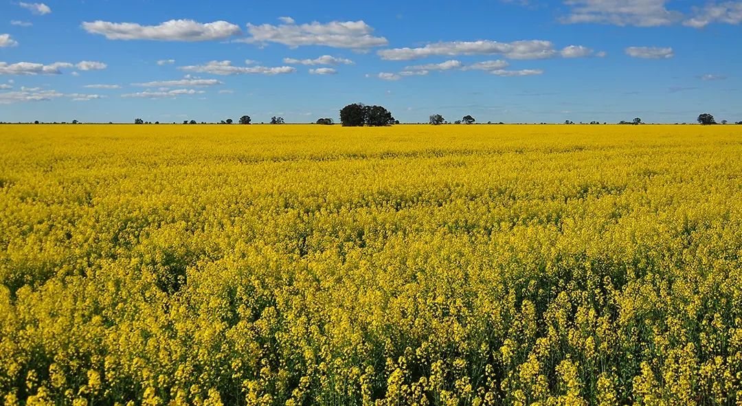 China Slashes Anti-Dumping Tariff on Canadian Canola