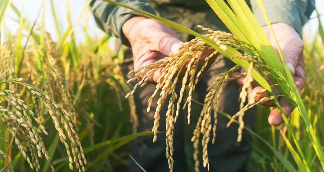Oxford Study Finds Rice Gene That Could Cut Fertiliser Use