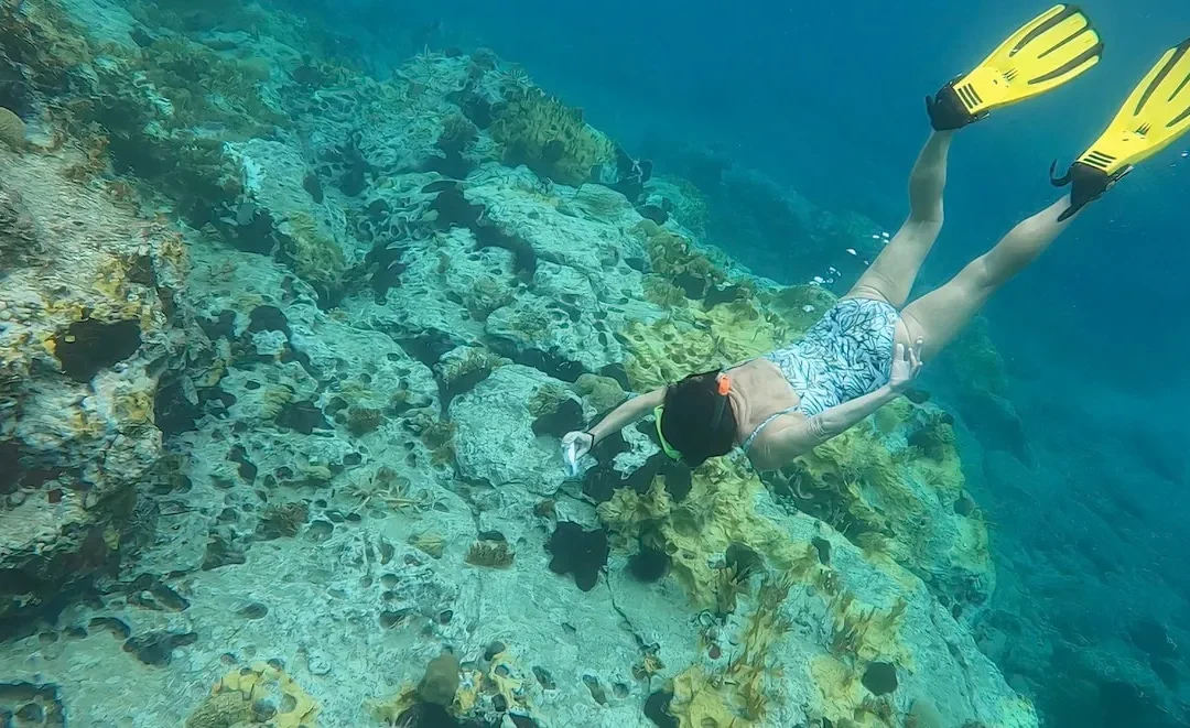 Caribbean Nations Seek $200 Million for Biodiversity Plan