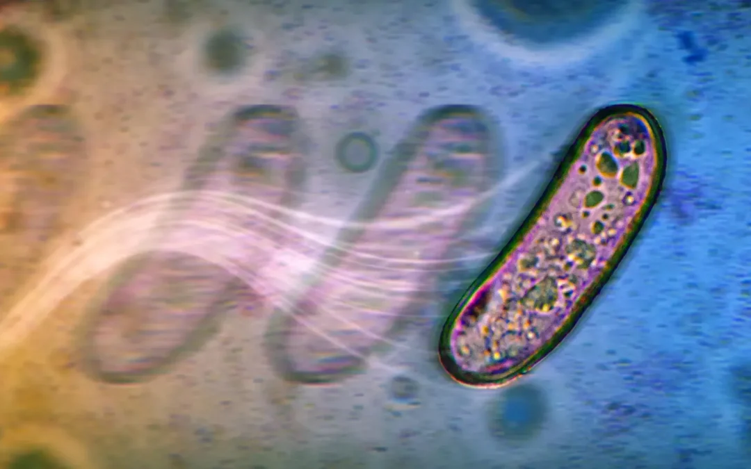 Scientists Discover New Ways Bacteria Move Without Flagella