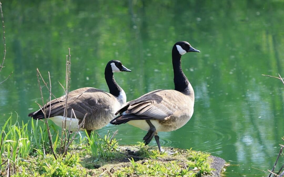 Bird flu confirmed or suspected in dead waterfowl in 4 areas of Brampton as egg prices skyrocket in U.S. due to outbreak News