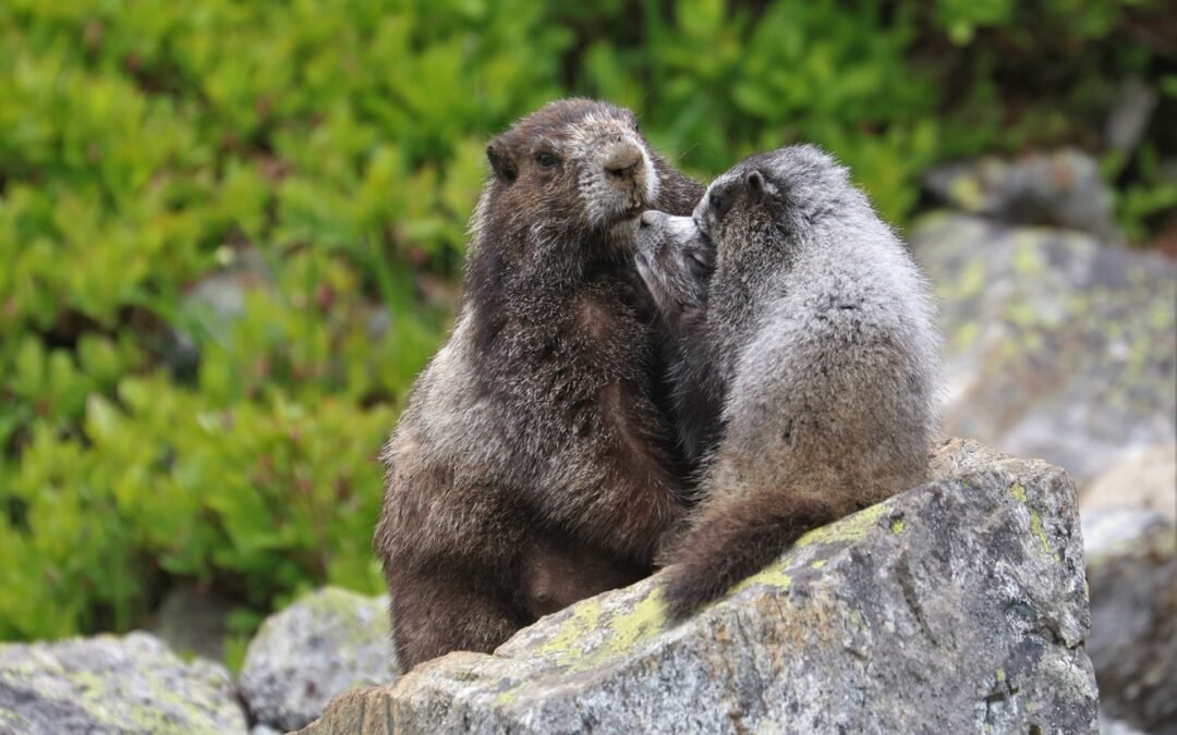 Alarming Decline of Hoary Marmot Populations in North Cascades National Park