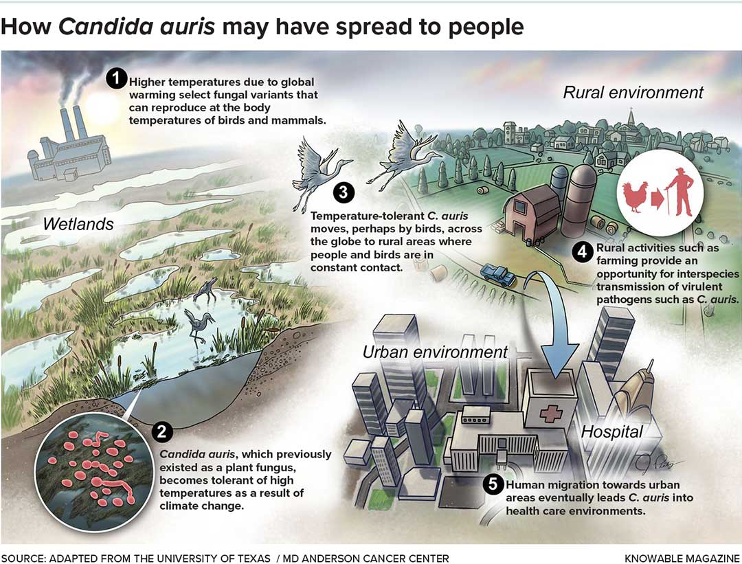 media_g-how-c-auris-spread-people_h2
