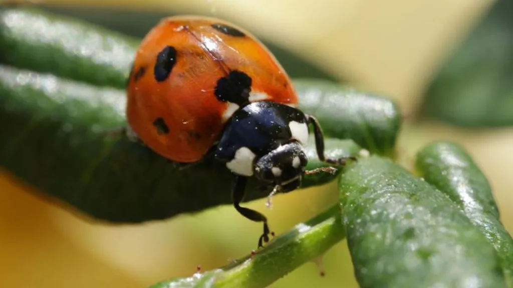 Ladybird Population Booms Across UK Thanks to Warm Weather and Abundant Aphids