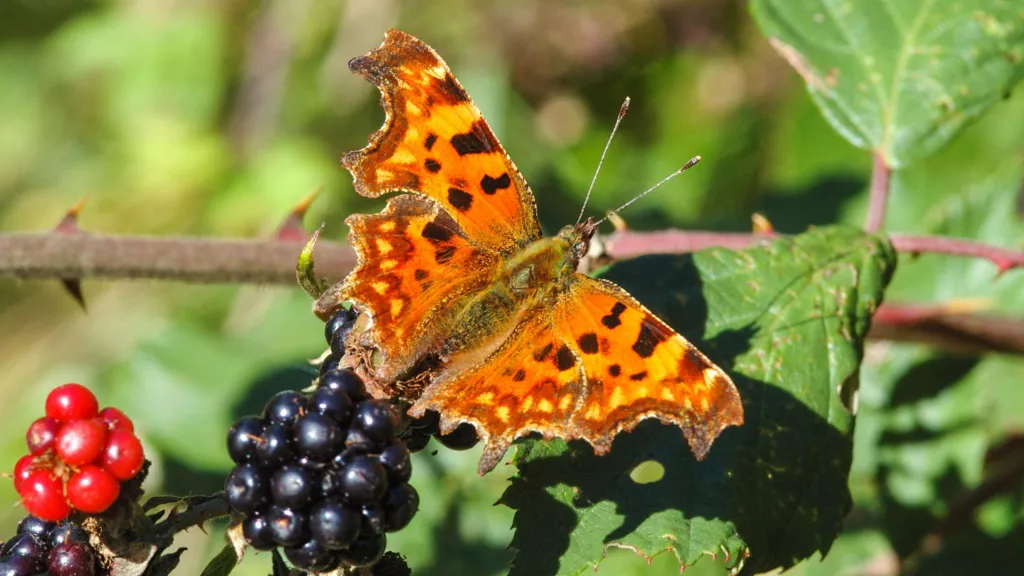Trees and Hedgerows Play Vital Role in Boosting UK Butterfly Populations, Study Finds