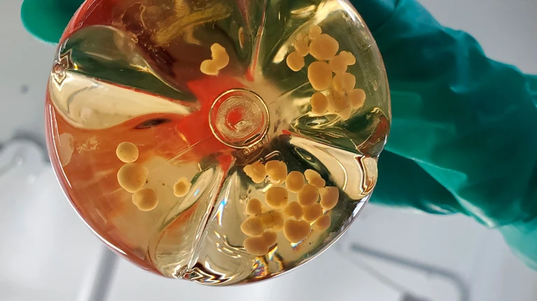Lab-Grown Mini Organs Develop Their Own Blood Vessels in Breakthrough for Drug Testing and Human Development Research