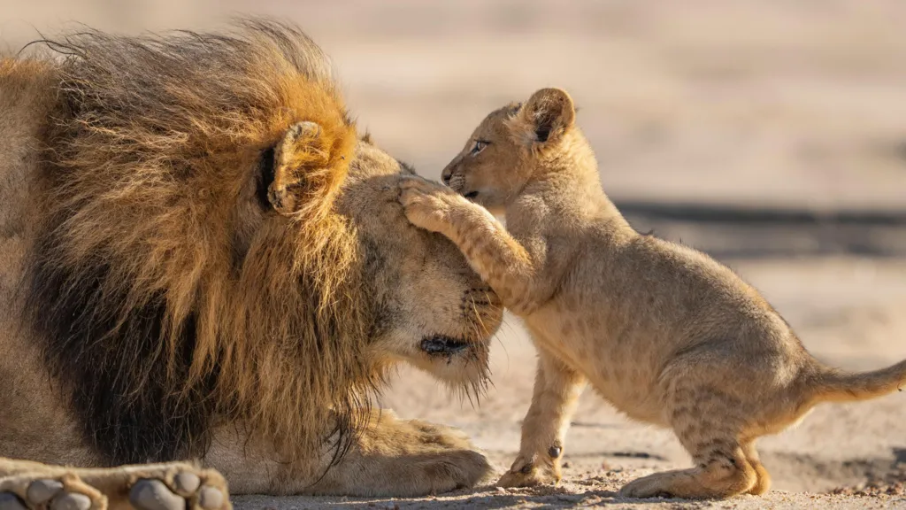 David Attenborough’s “Parenthood” Captures Animal Devotion at Its Rawest