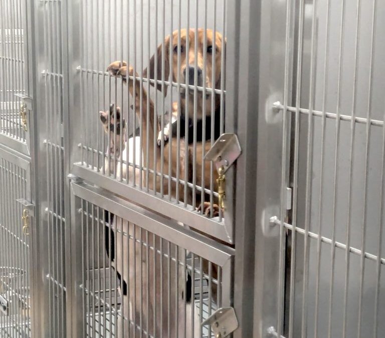 Scientists fear political meddling after Ontario premier vows to hunt down anyone testing on dogs