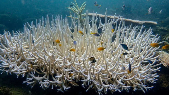 Florida faced heatwaves which left coral species close to extinction