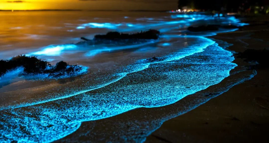 Oxford Launches Nature’s Intelligence Studio at COP30 to Drive Bio-Inspired Innovation