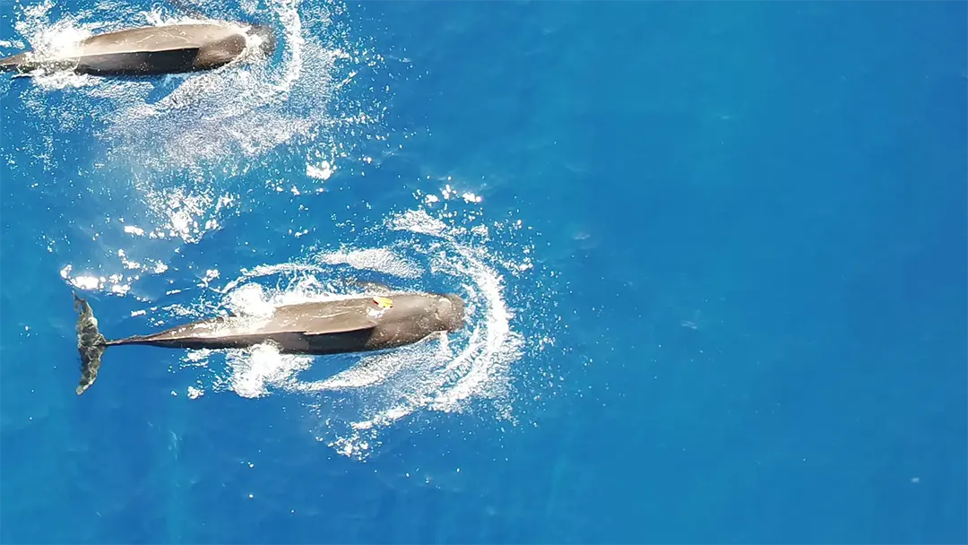 Hawaiian Pilot Whales Devour Tens of Thousands of Squid Each Year