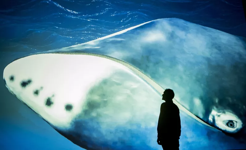 Bowhead Whale DNA Reveals New Clues for Future Cancer Treatments