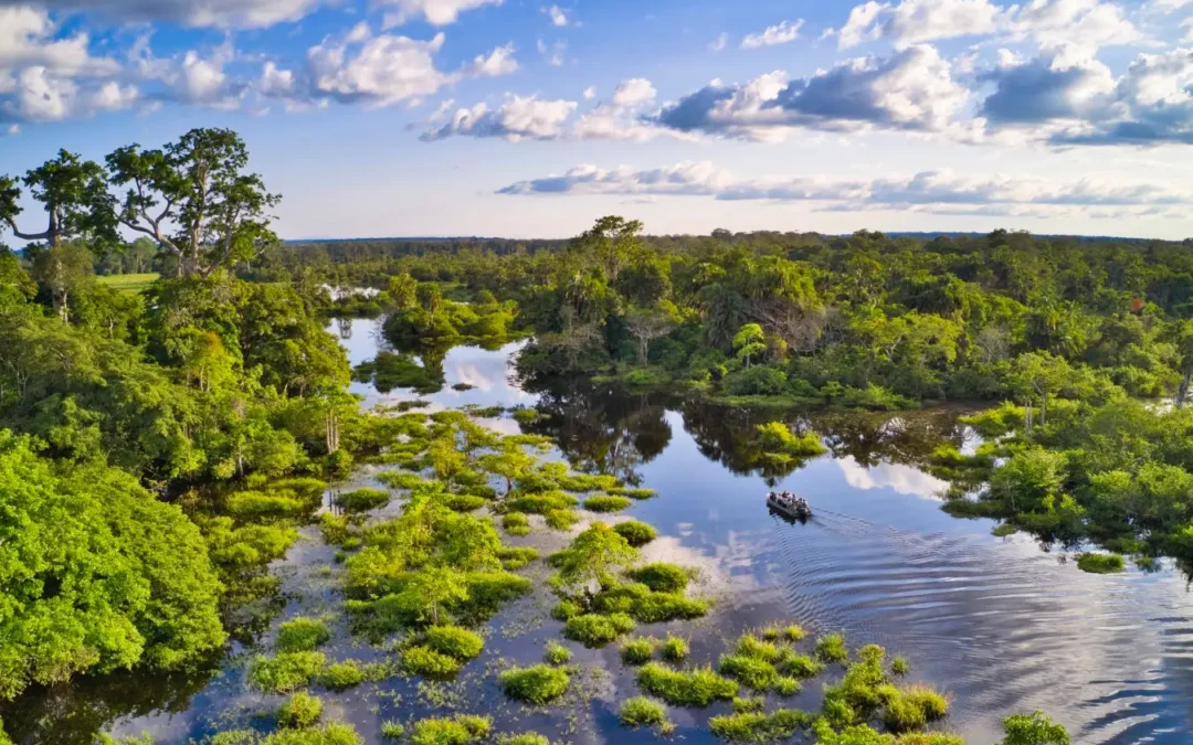 Africa’s Forests Now Emit More Carbon Than They Absorb