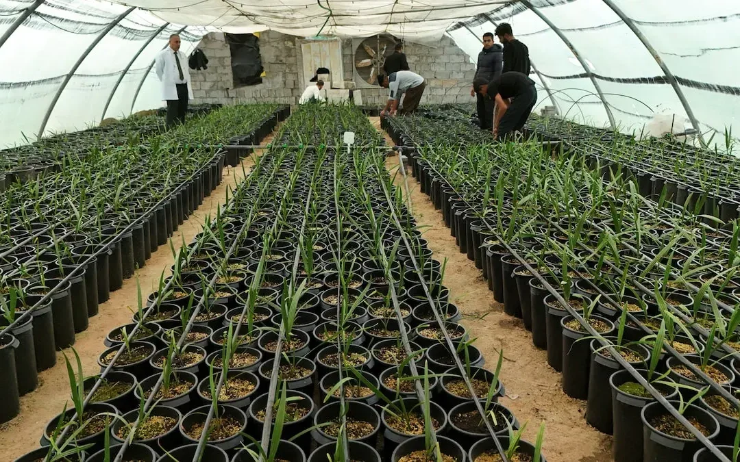 Rising Heat and Salinity Push Basra to Grow Date Palms in Labs