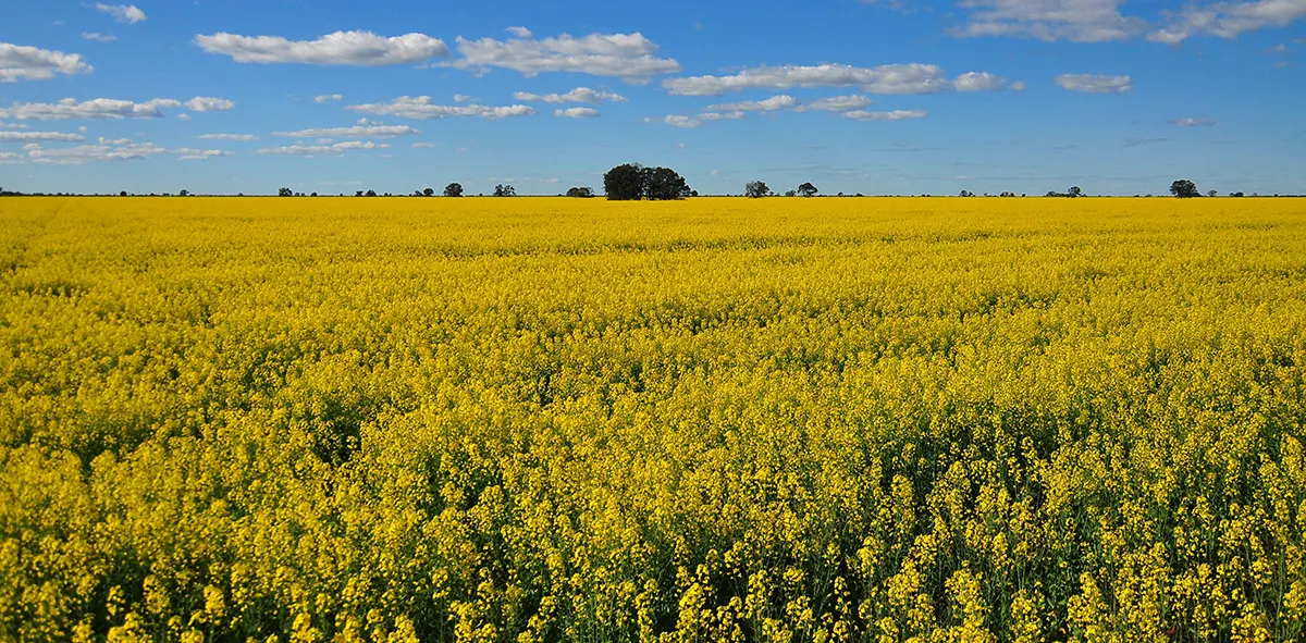 China Slashes Anti-Dumping Tariff on Canadian Canola