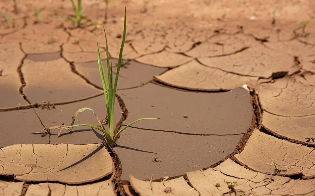Drought Crisis Expands Beyond Northern Kenya