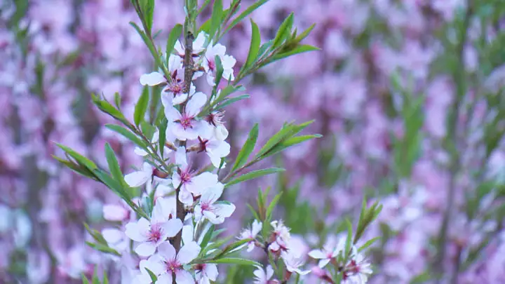 allergy-flower-gn