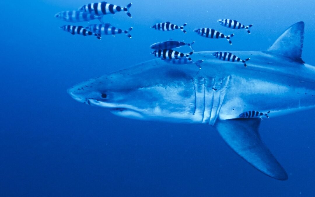 Rare Great White Shark Filmed in Mediterranean Sea Raises Conservation Hopes