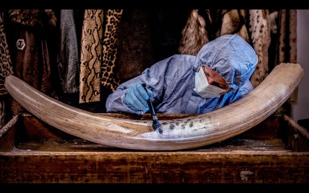 The Forensic Traces That Can Help Catch Poachers